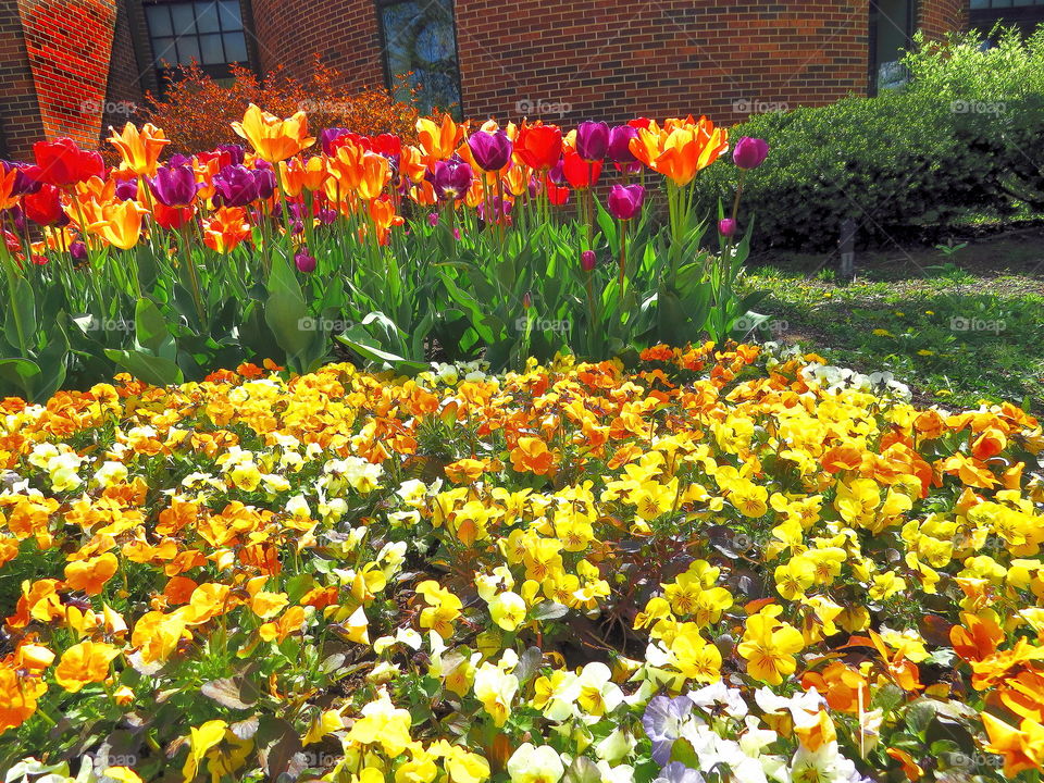 Blanket of Flowers
