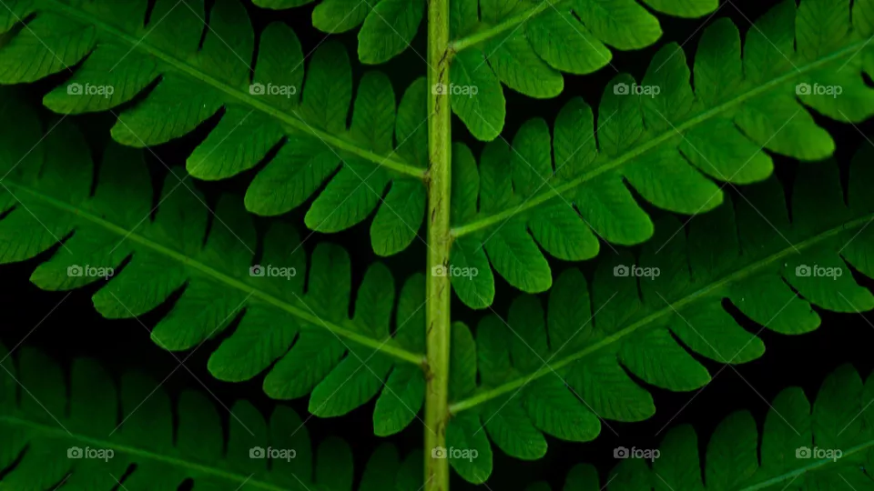 Fern leaf 