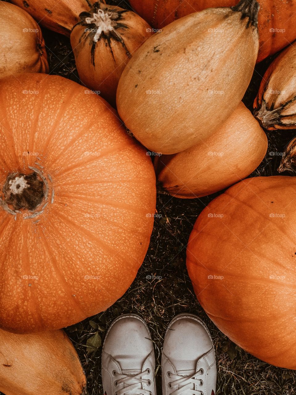 Autumn harvest of pumpkins