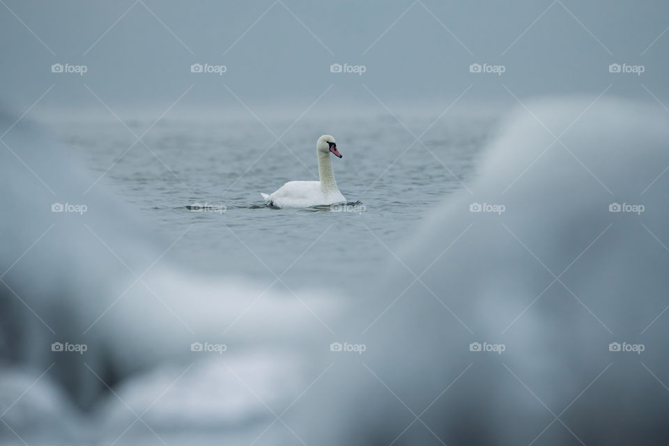 Lonely swan swimming in the ice cold water of the Baltic Sea in Helsinki, Finland, just few hours before freeze-up over in January 2021. 