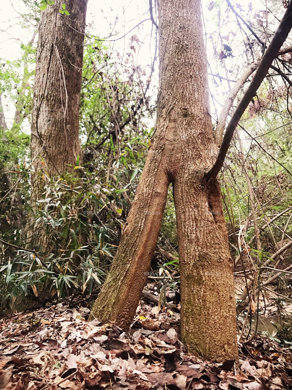 Split tree
