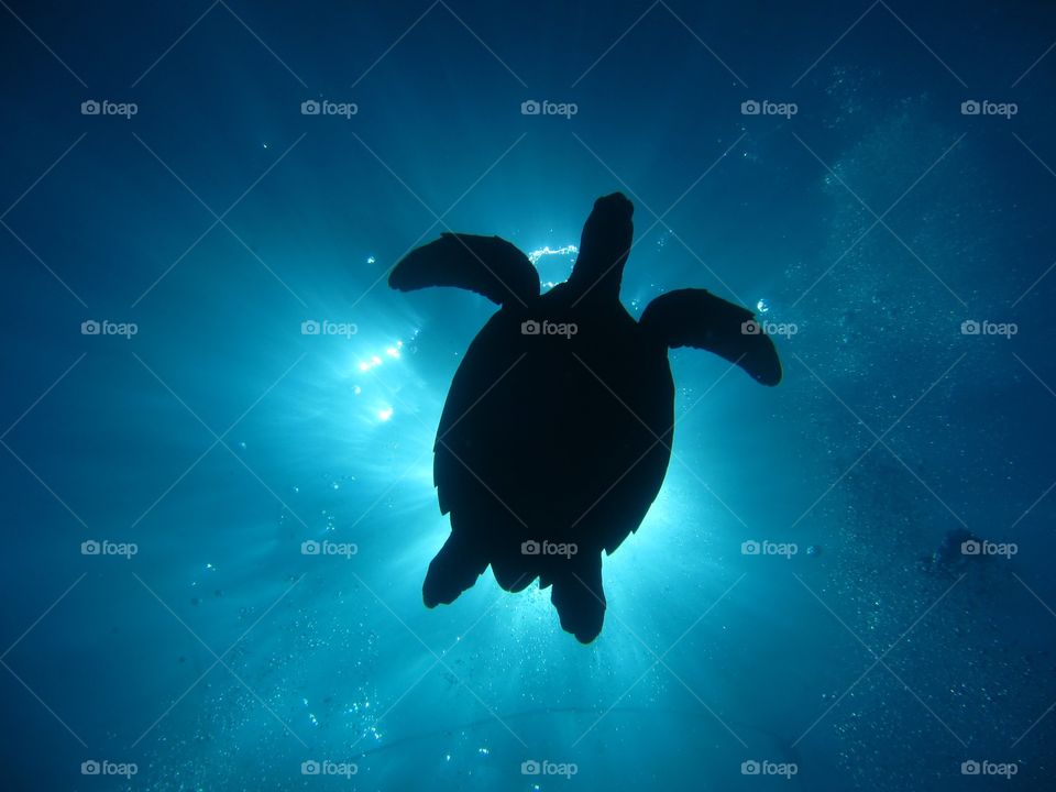 Turtle silhouette