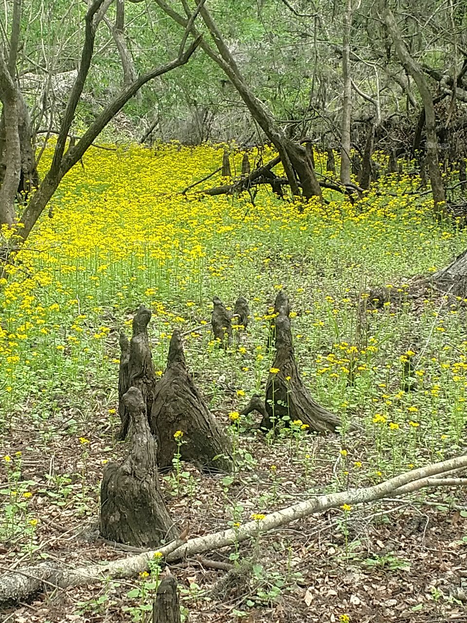 yellow wild flowers on a hiking trail in Florida