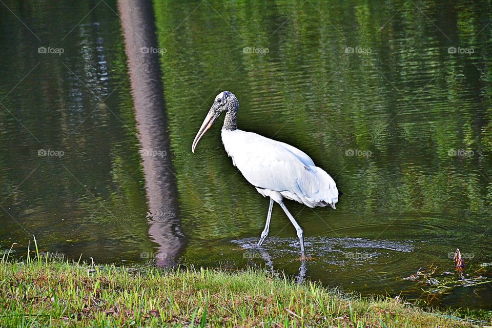 Wood Stork 3