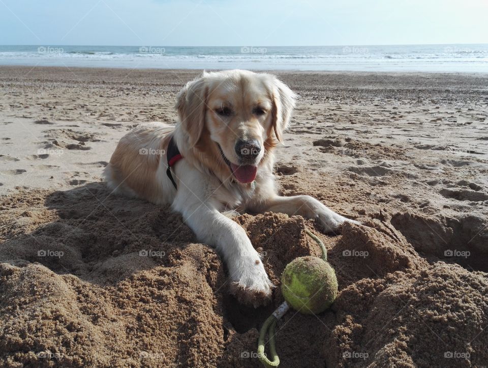 chien a la plage et balle