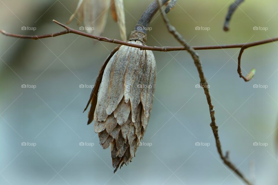 dried plant closeup