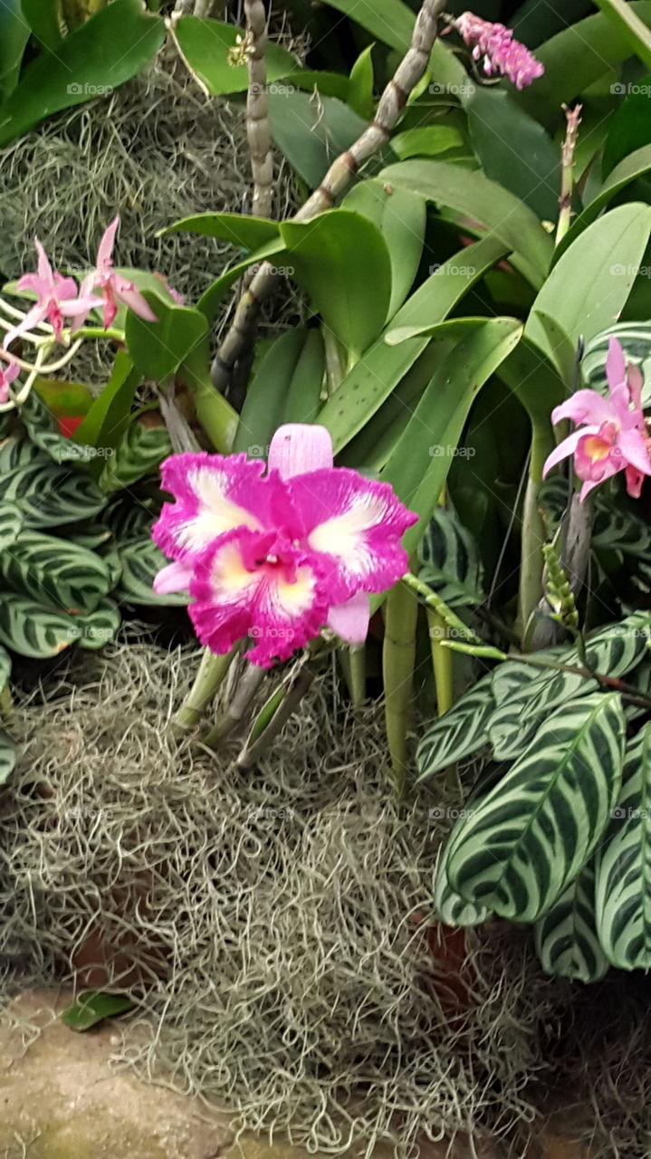 Flower, Flora, Nature, Floral, Leaf