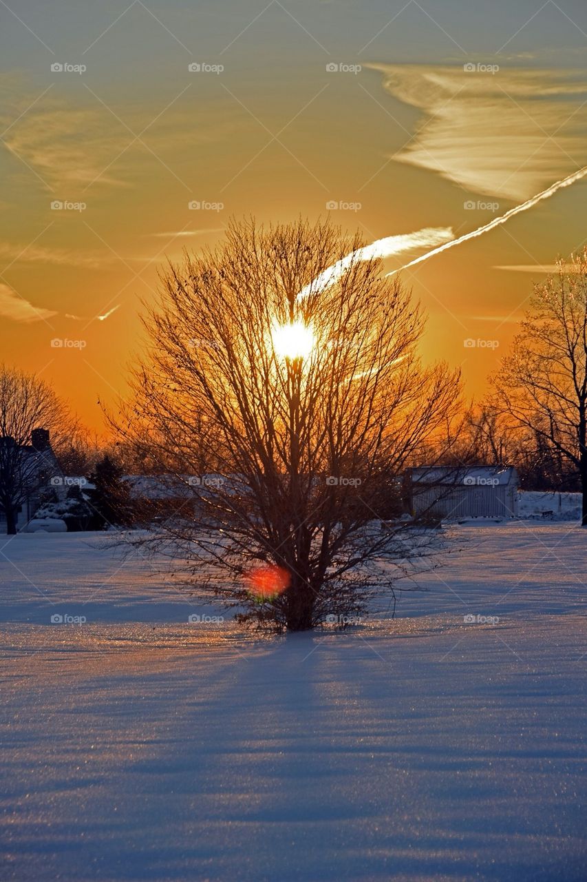 Sun through tree