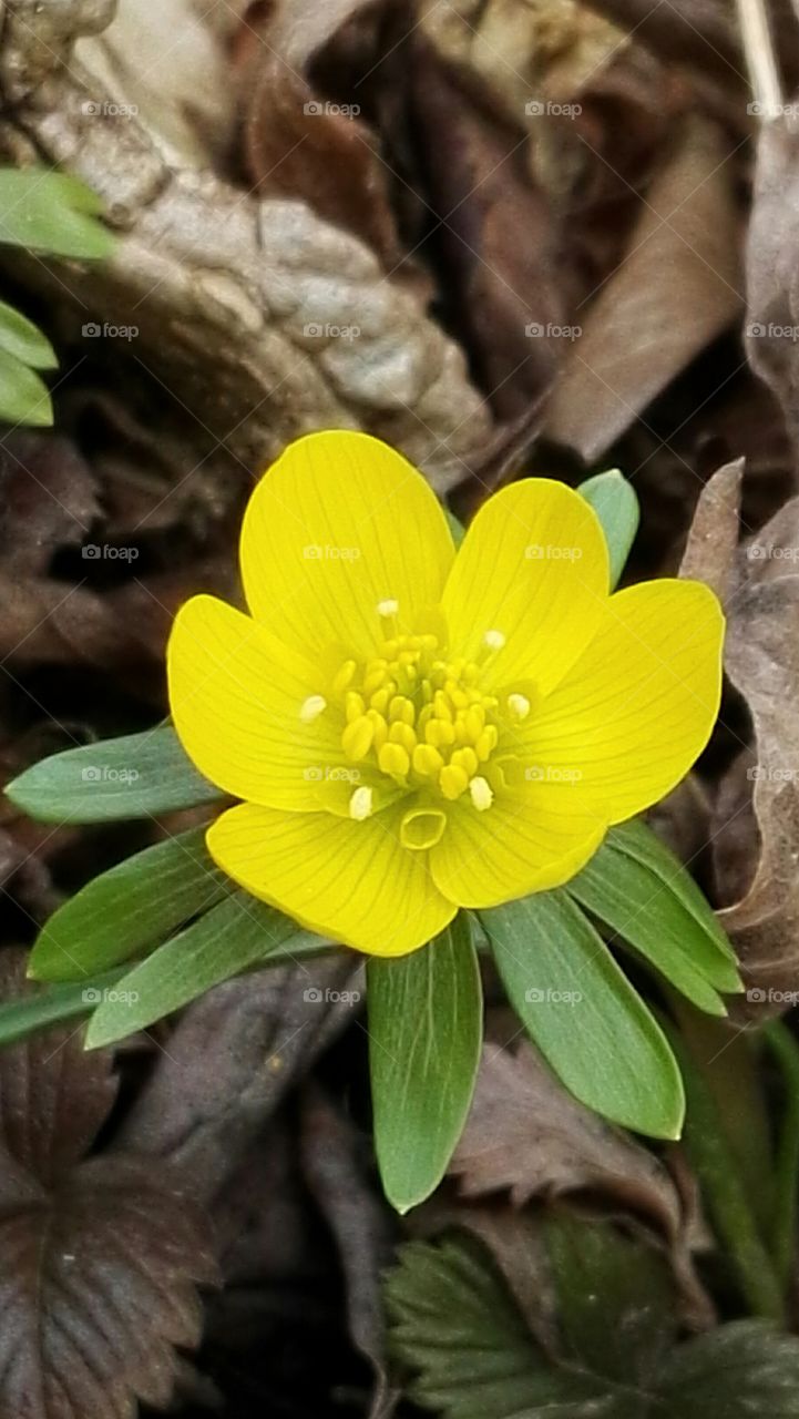 yellow spring flower clouseup
