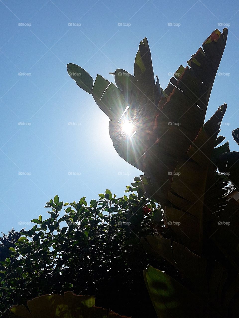 sun shine and green tree