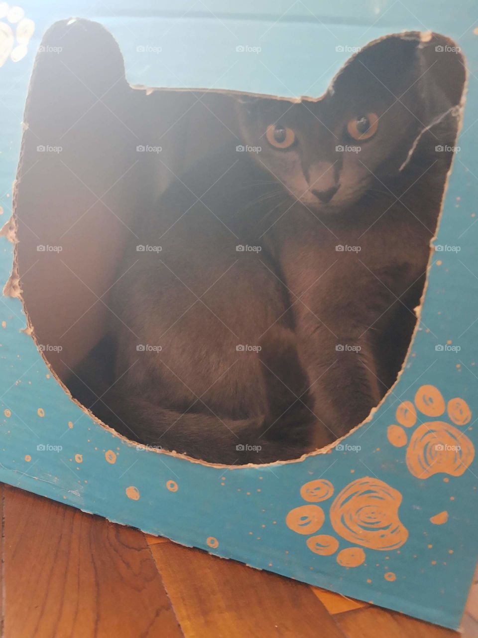 cat in a box
