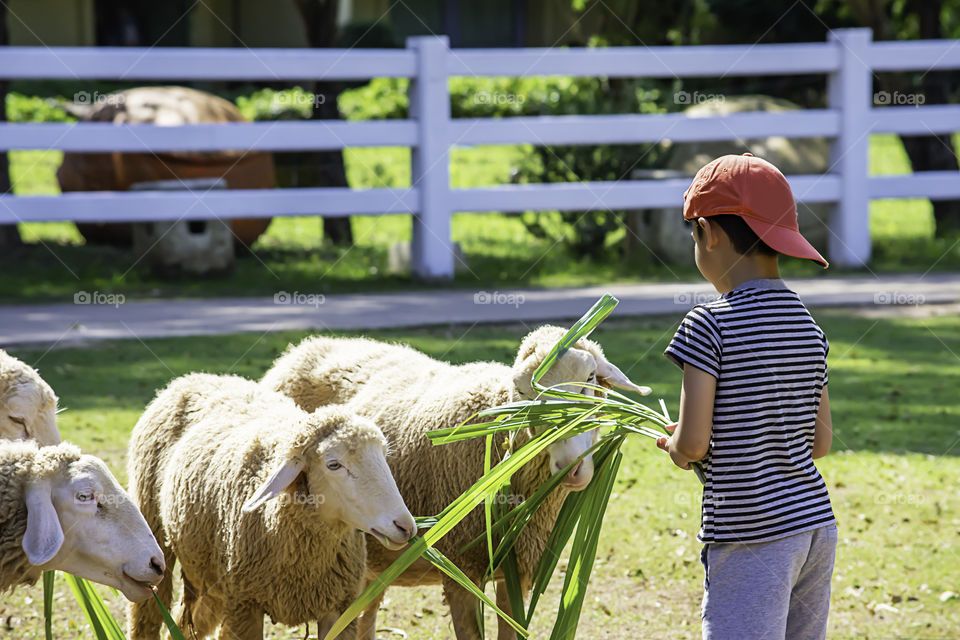 The  white sheep eat grass in the hands of Asian boys.