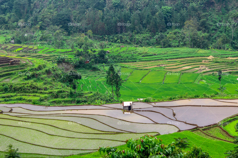 rice fields in the mountains, Indonesia