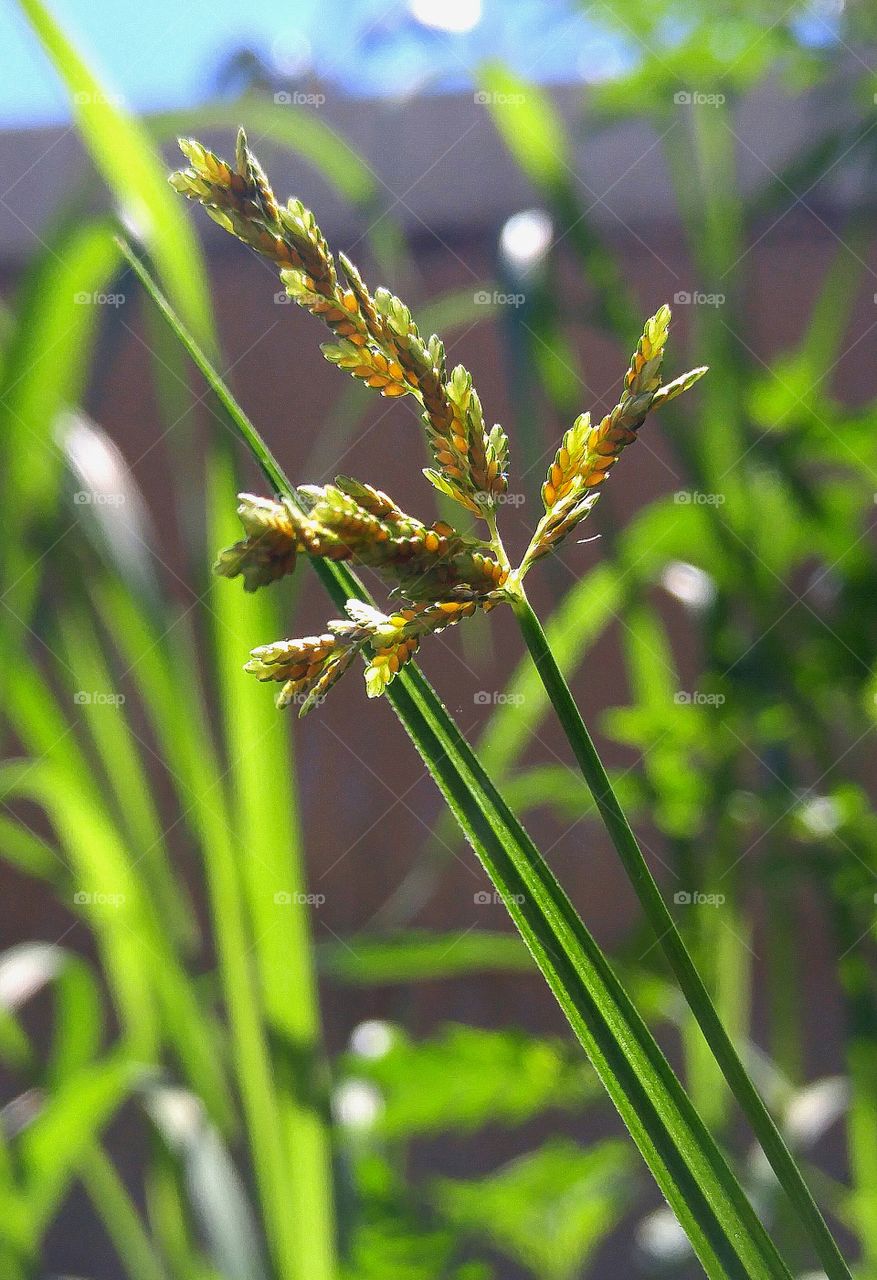 garden macro