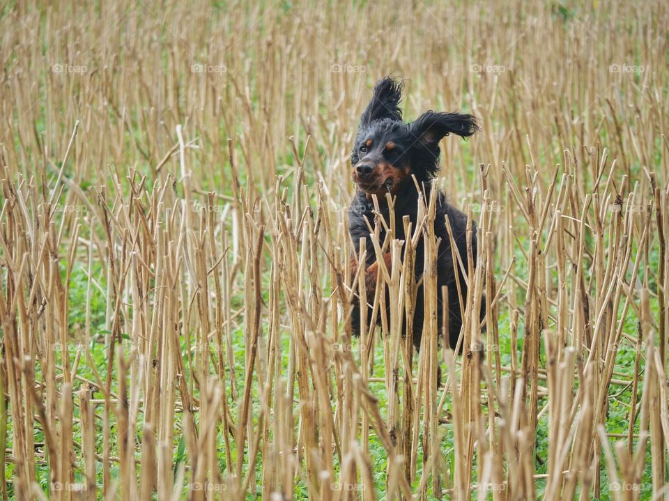 Fun in the stubble field