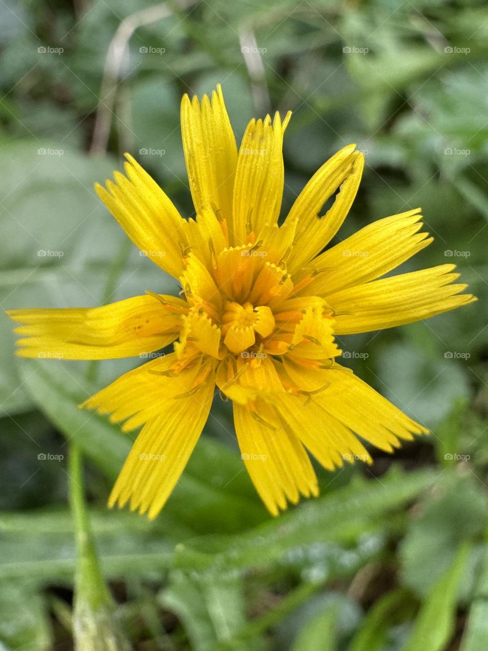 Yellow flower 