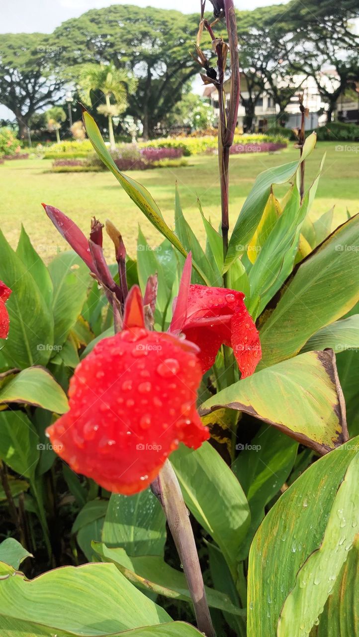 bunga merah di tugu malang