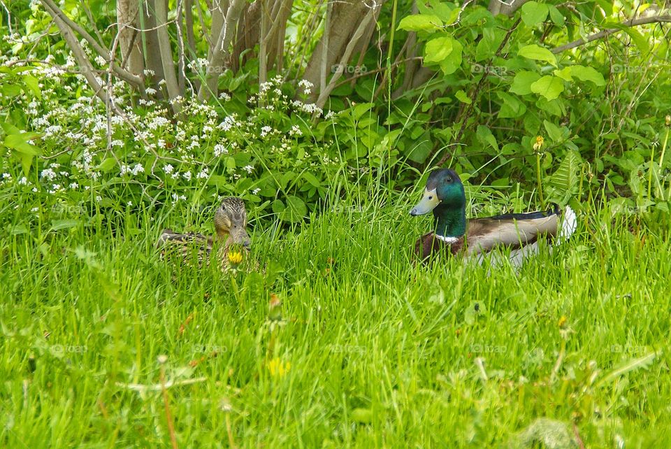 Ducks in green grass field