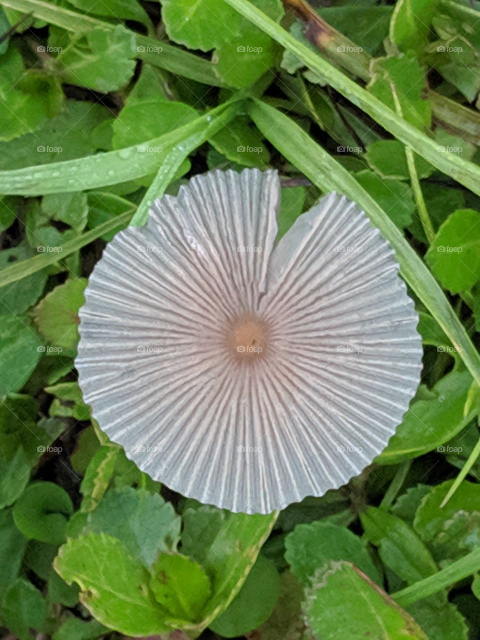 Mushroom Leucocoprinus birnbaumii