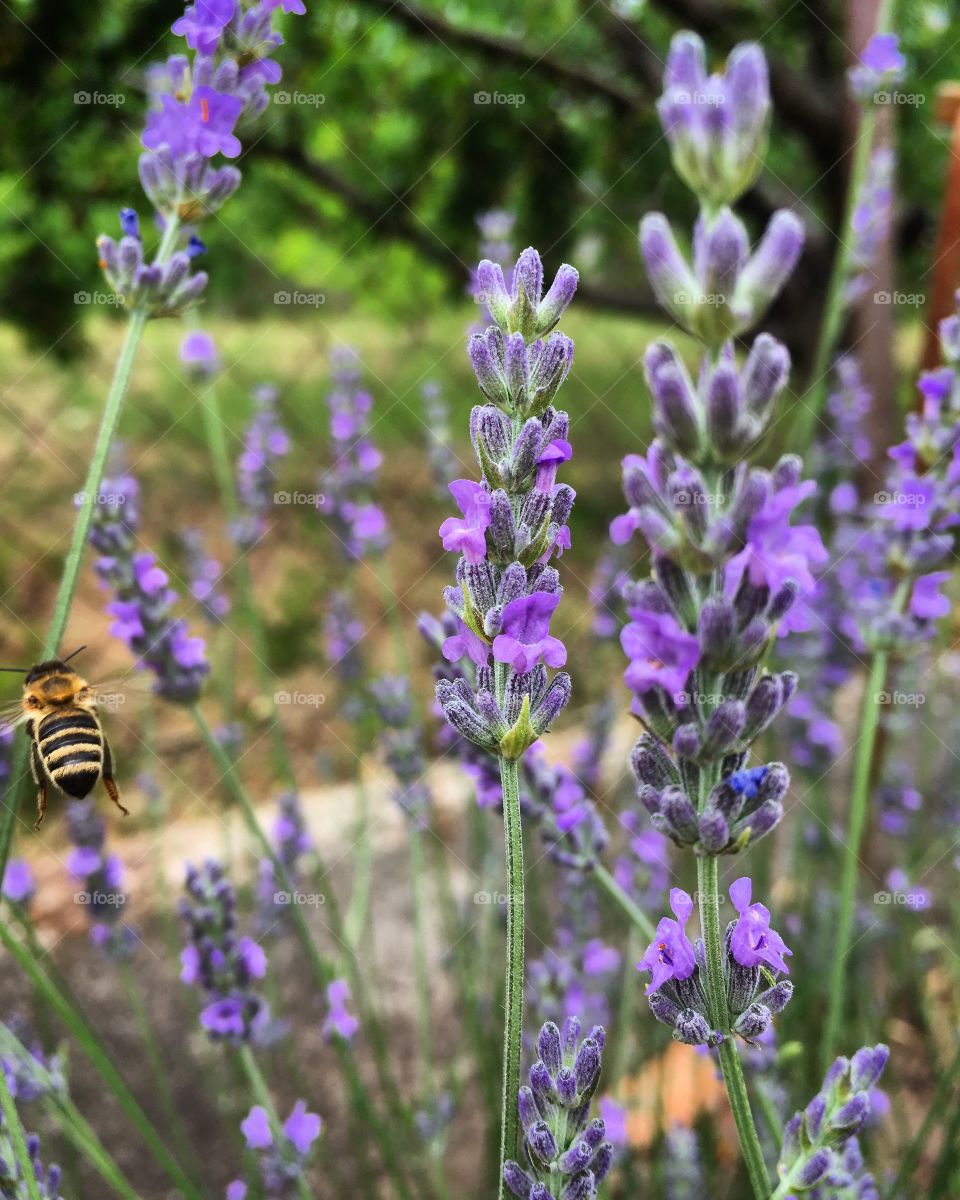 Flowering lavender in the garden and a flying bee