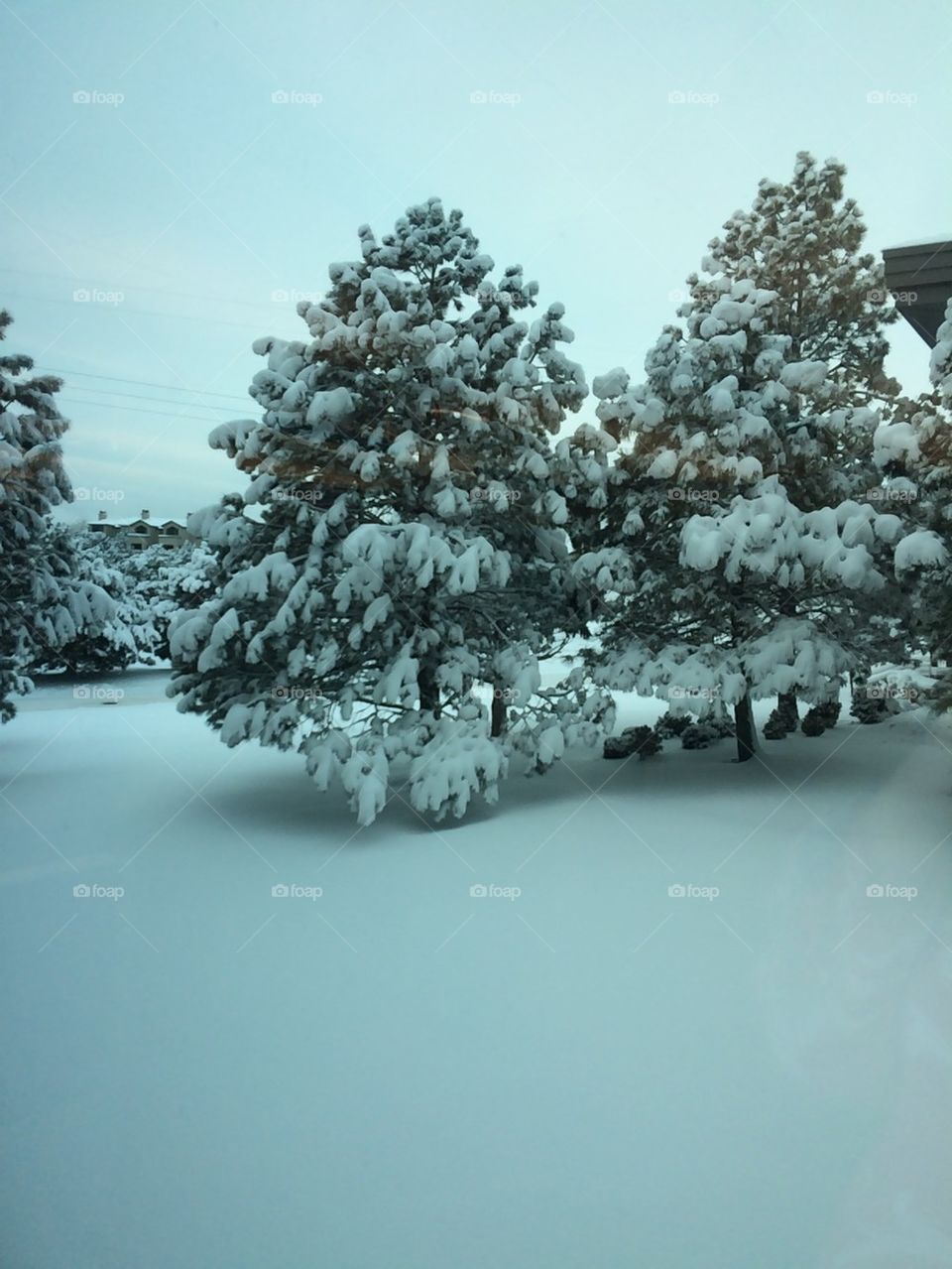 Snow pines