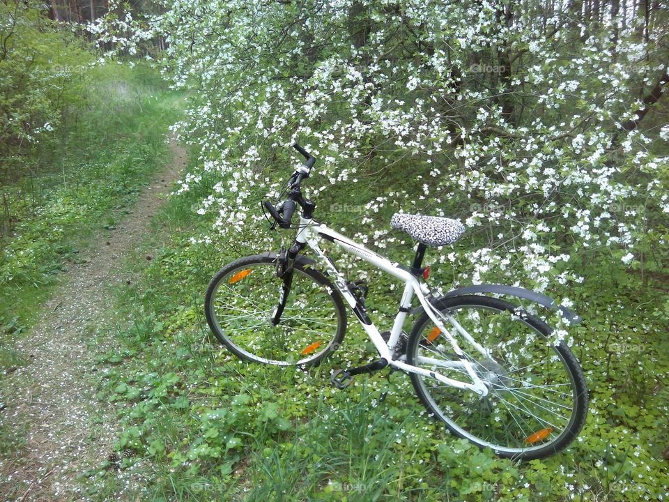 Wheel, Bike, Nature, Cyclist, Grass