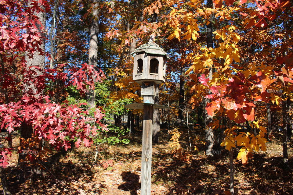 Colorful Autumn trees