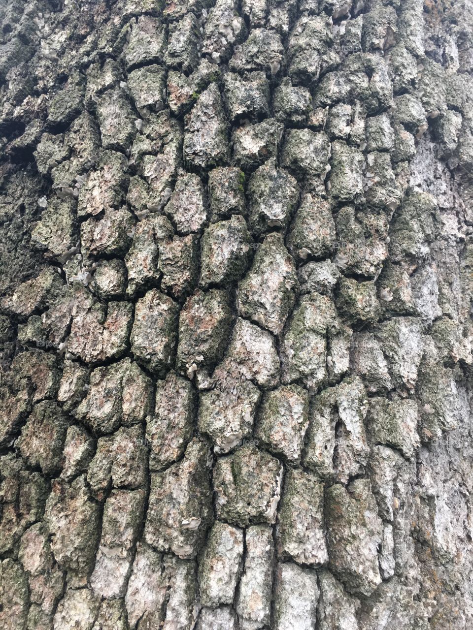 Trunk of a tree