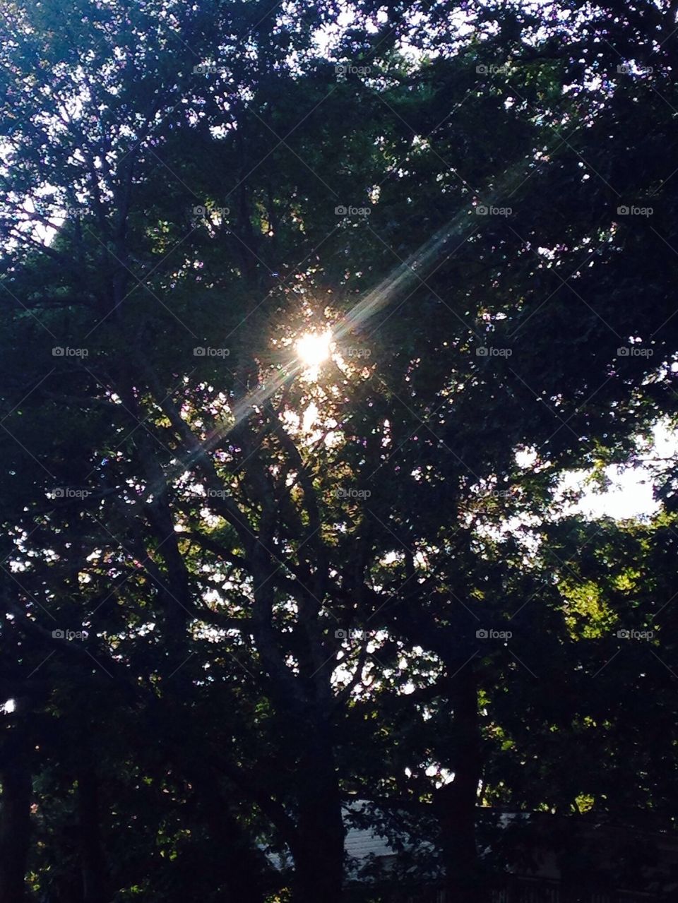 Sun in the trees