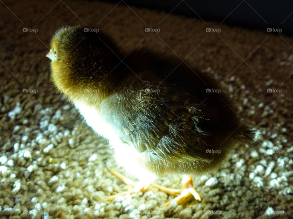 Rhode Island Red chick