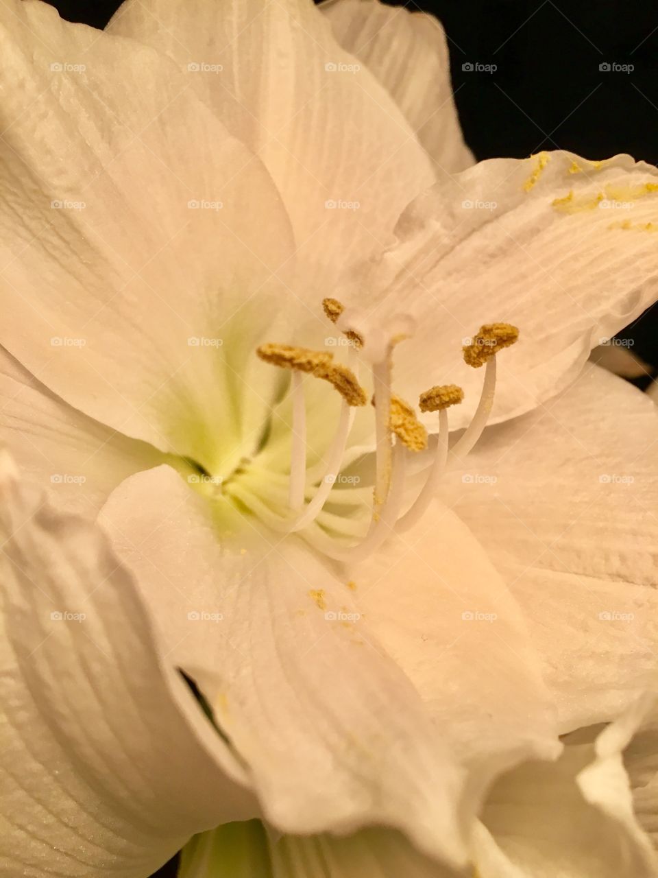 Amaryllis