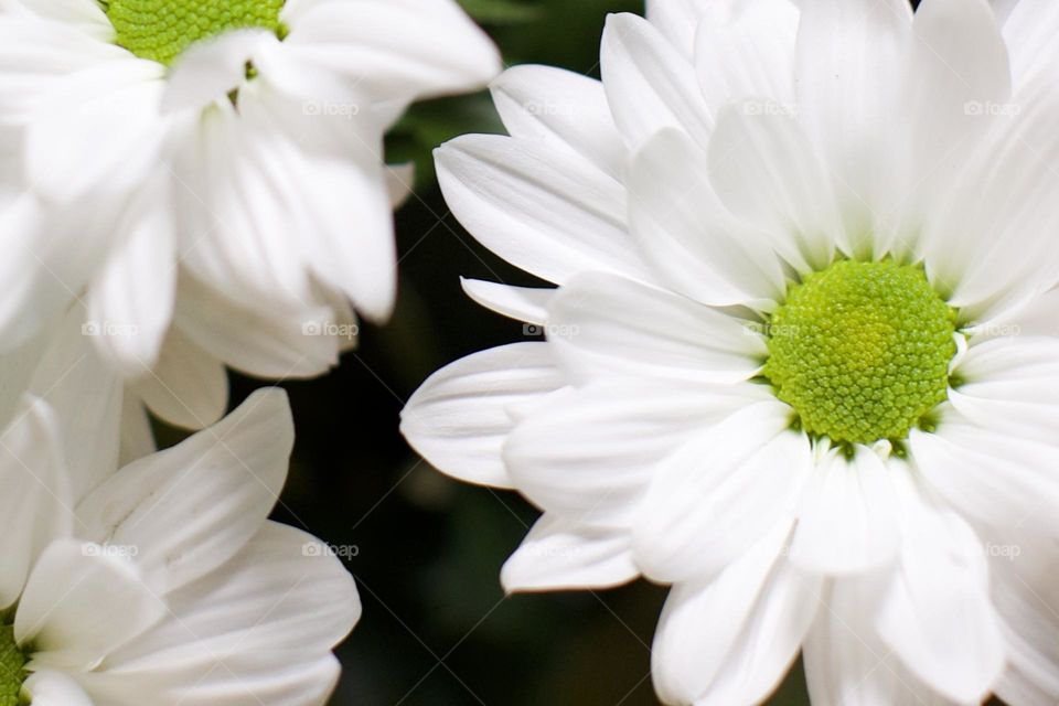 Beautiful, bare White Daisies