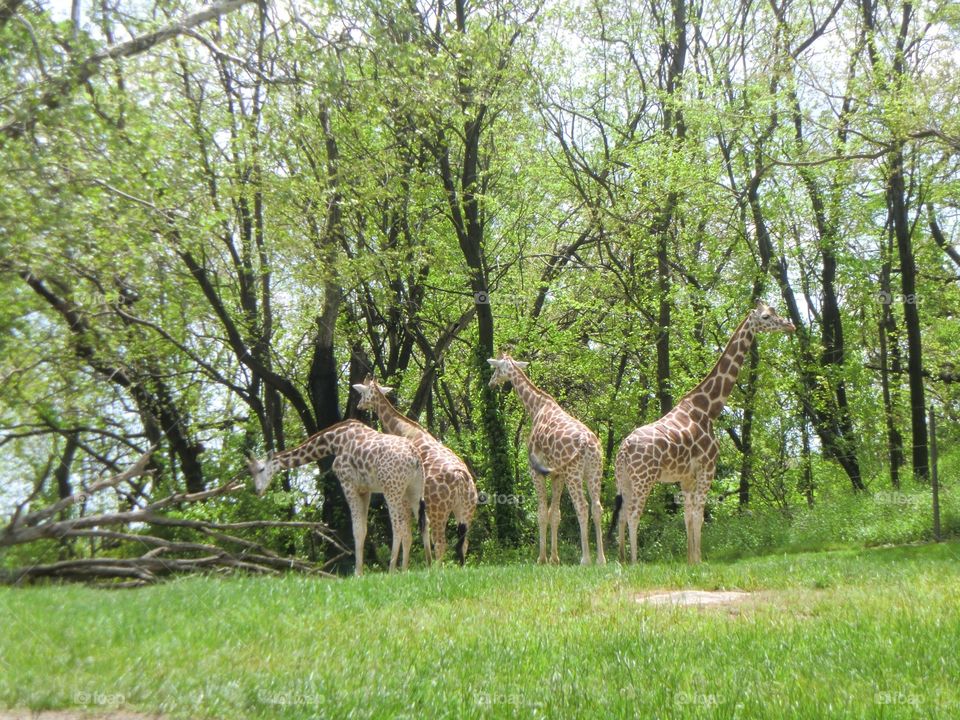 Giraffes