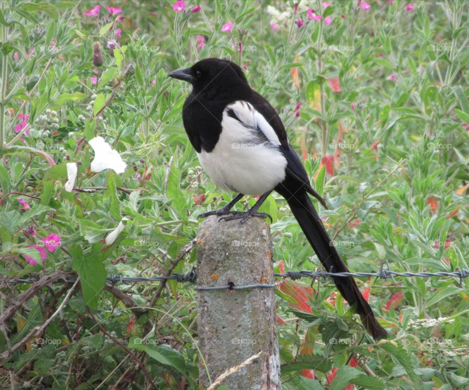 Magpie sitting on a fence