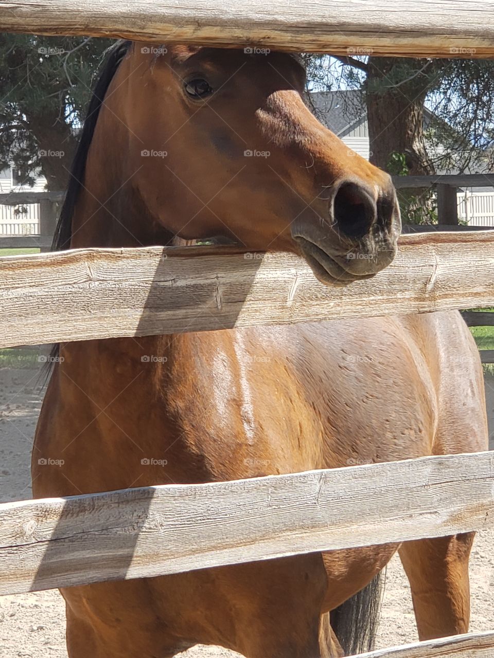 nostrils muzzle Arabian horse dishy face