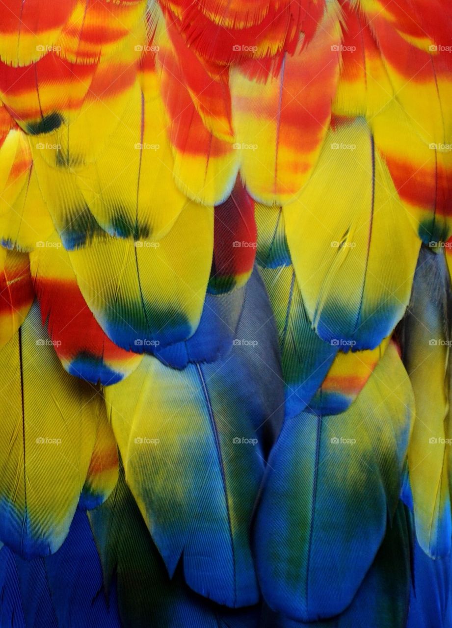 Macaw feathers