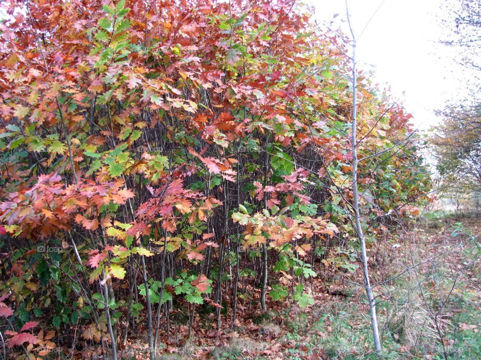 Autumn in the forest