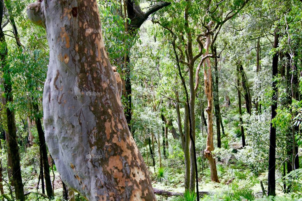 Tasmania 