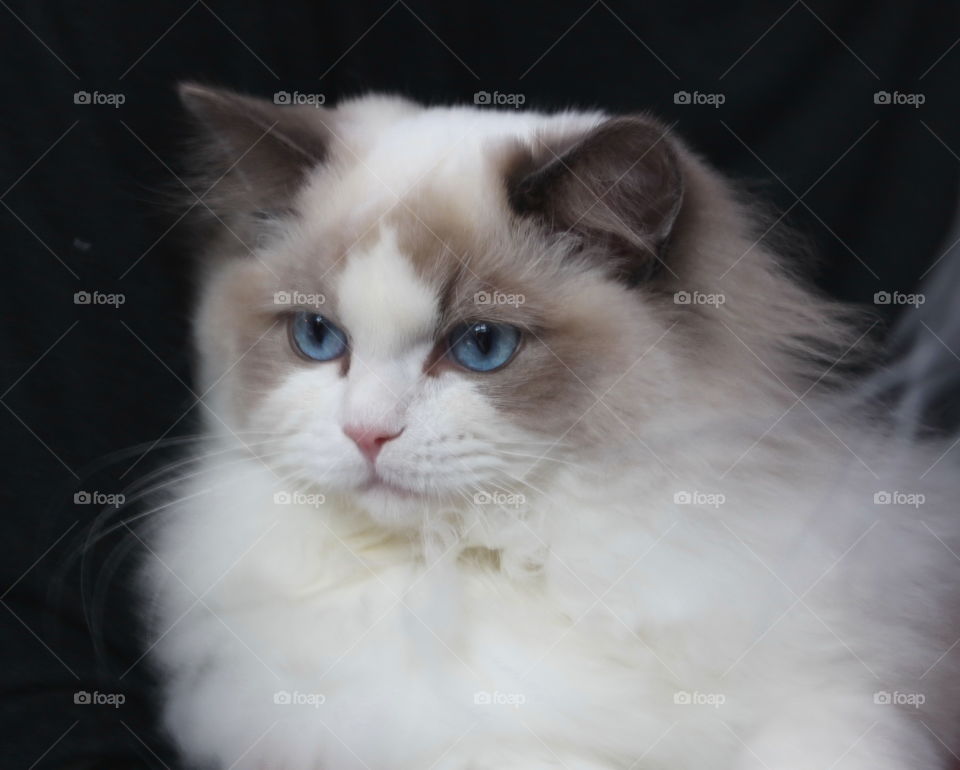 Fluffy cat with blue eyes