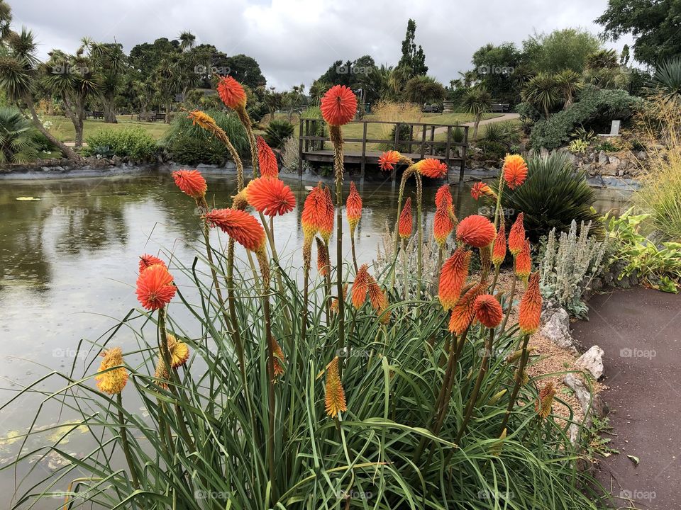 The “orange red hot pokers” offer a lovely entry to this wonderful gardens, that is Tor in Torquay.