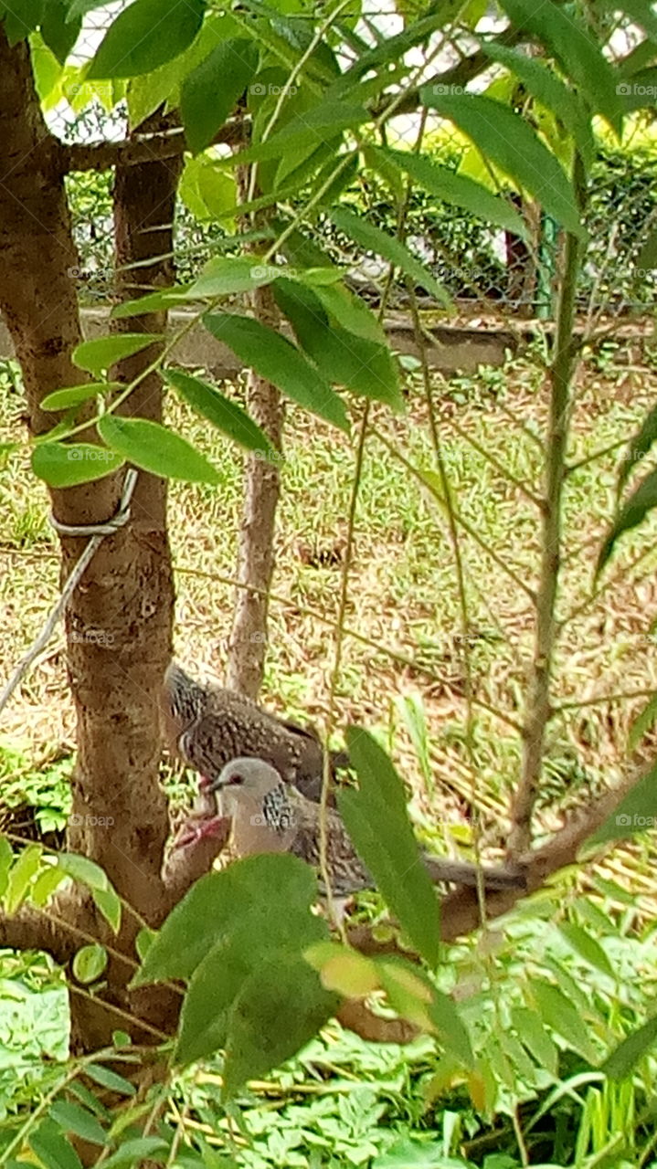 nature scene with bird