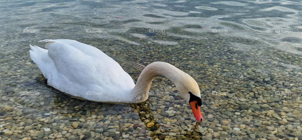 Swan touching the surfice of the water with his beak in the search for food on the lakes bottom