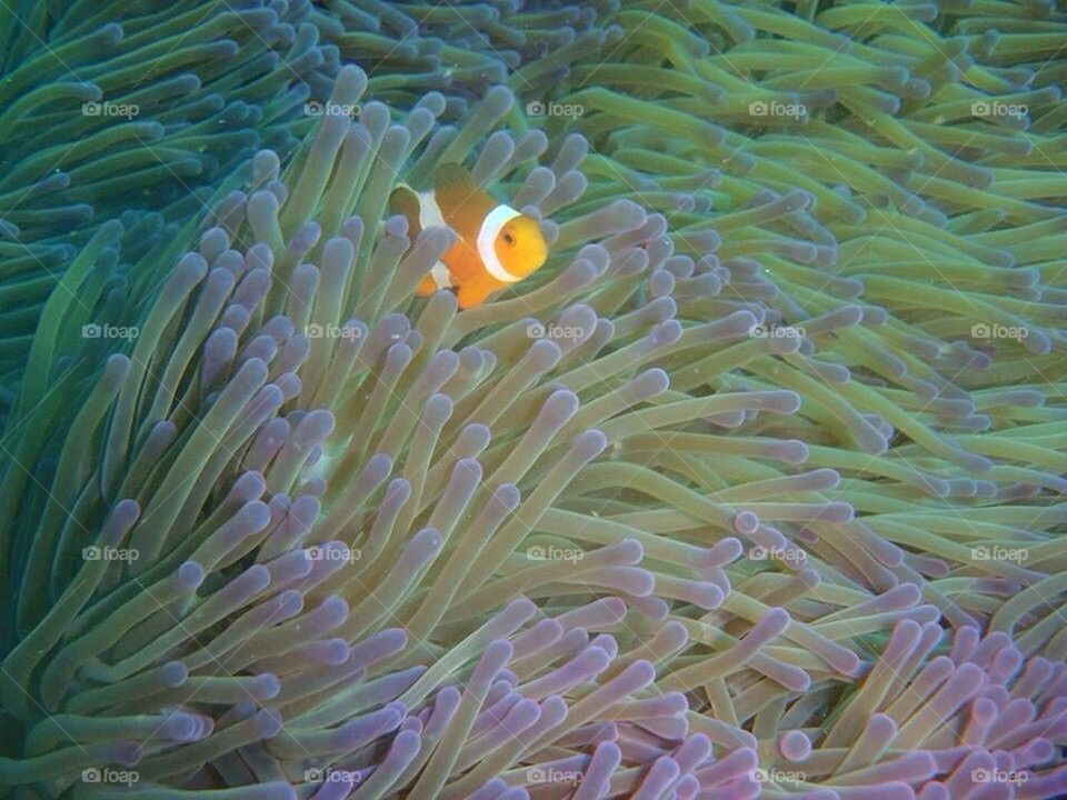 Nemo