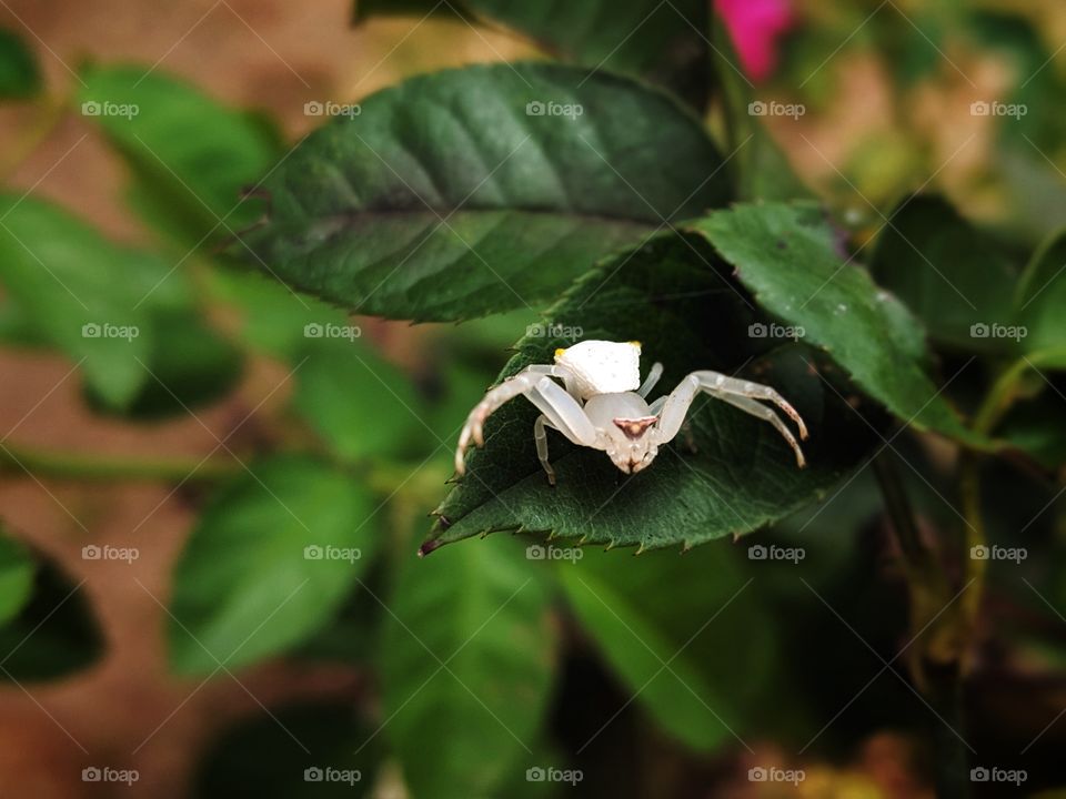 white spider