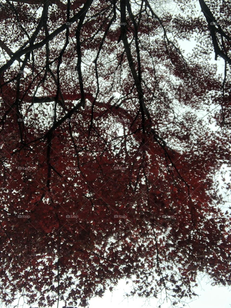 Red maple leaves in late autumn