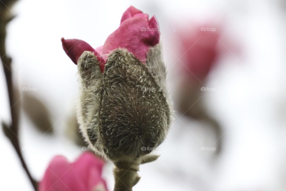 Magnolia blossoms closeup 