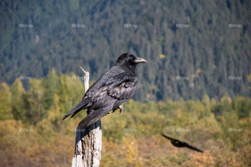 Wildlife in Alaska