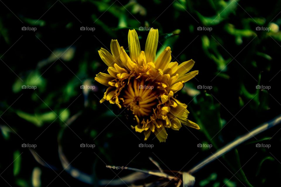 dandelion opening up in the early morning sunlight