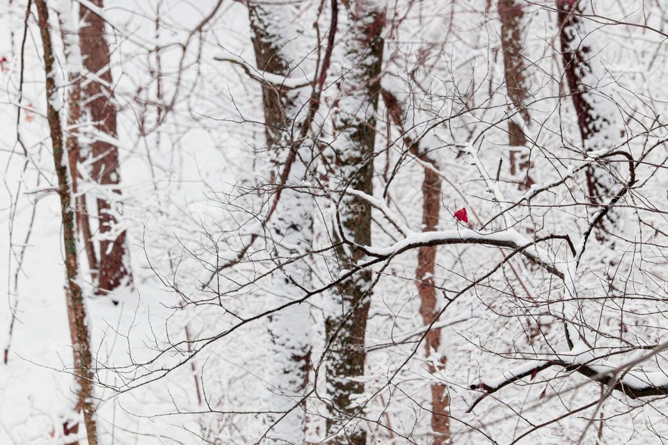 red leaf in braches of trees