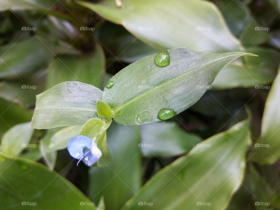 Leaf, Flora, Nature, No Person, Garden